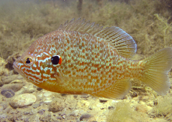 Sonnenbarsch (Lepomis gibbosus) - © Gernot Kunz